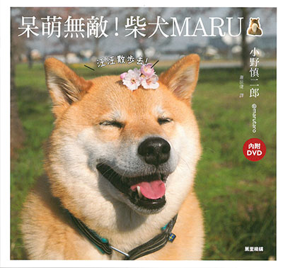 呆萌無敵！柴犬MARU：汪汪散步去！